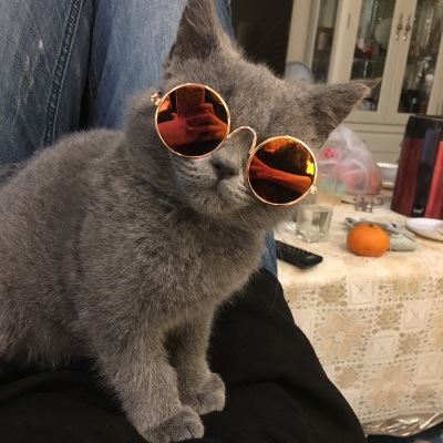 Cool Fashion Pet Glasses Cat Little Dog Sunglasses Eye-wear Puppy Sunglasses Photo Prop Pet Supplies Accessories for Small Dogs